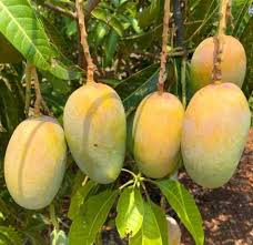 Mango Tree Plants